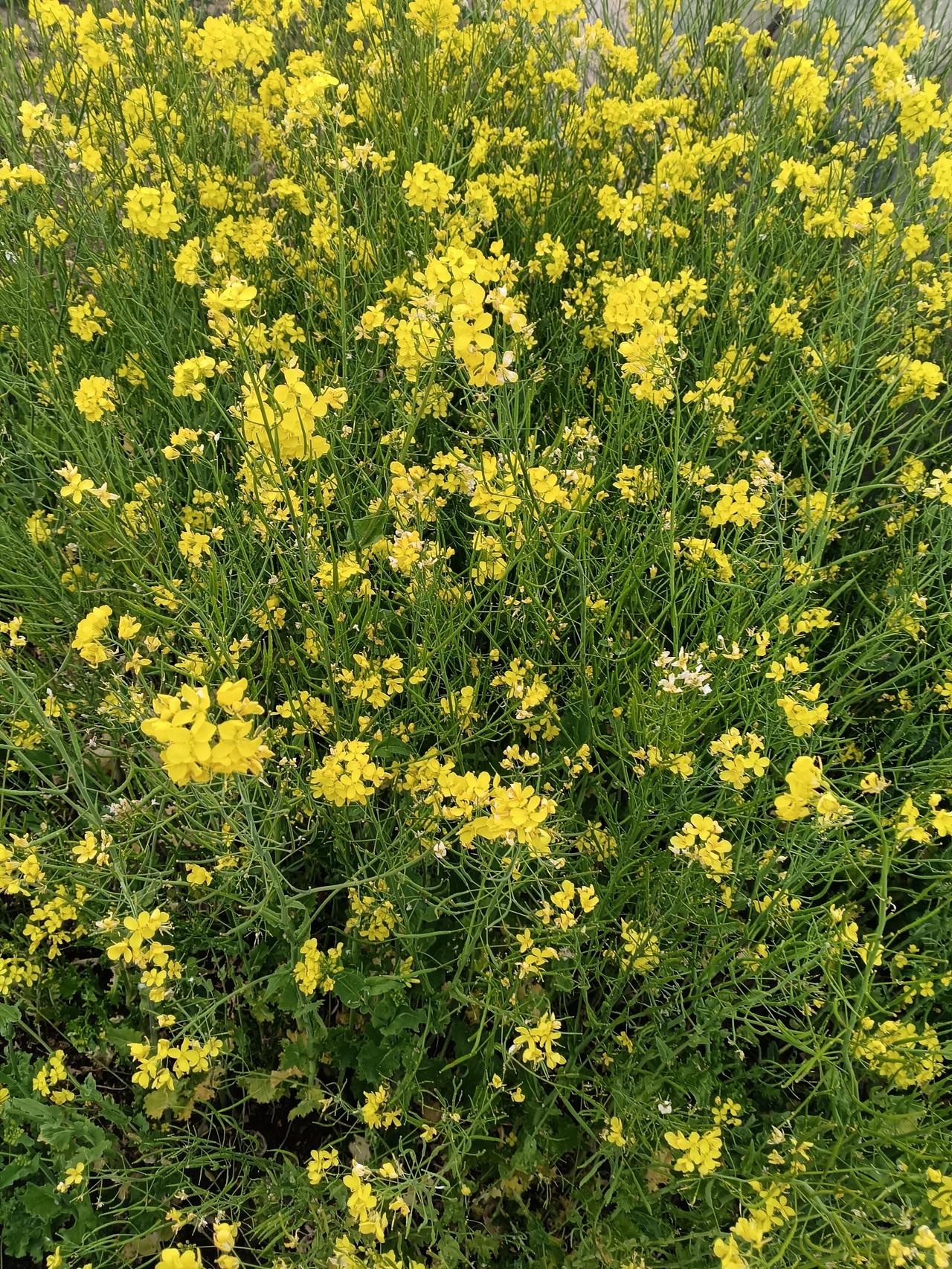 成片的油菜花肆意盛放，明黄小花缀满纤细绿茎，在春风里漾起一片鲜活的金色波浪，满目