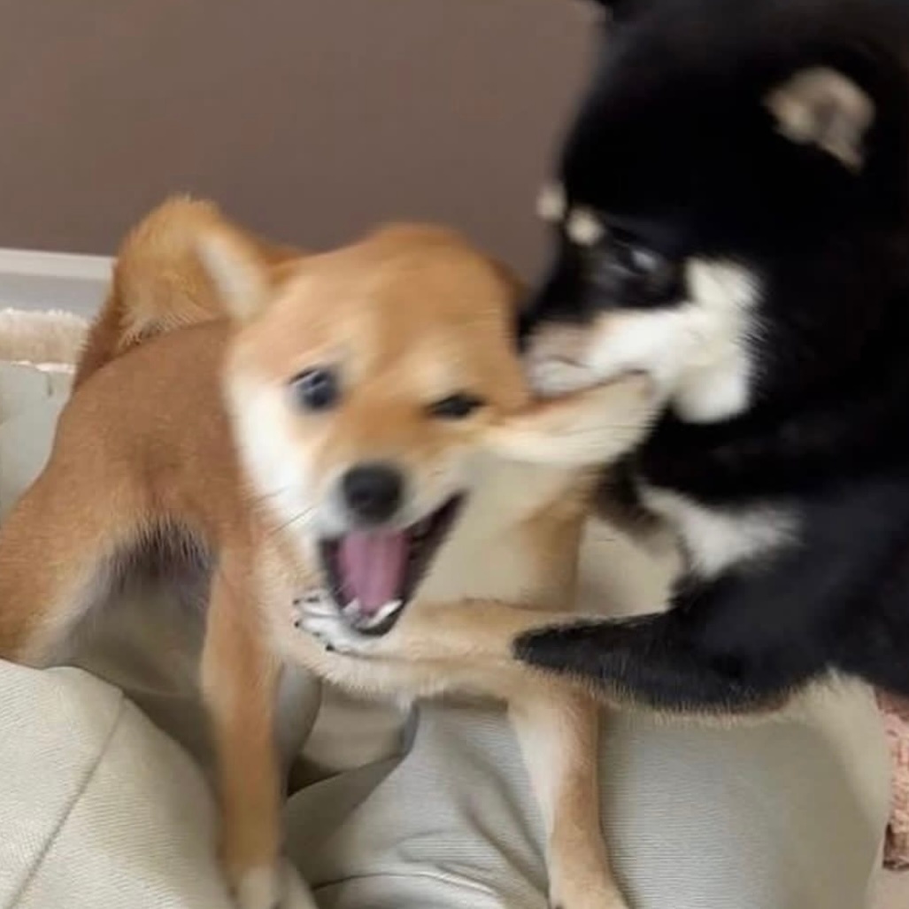 可爱柴柴 .ᐟ.ᐟ ​​​