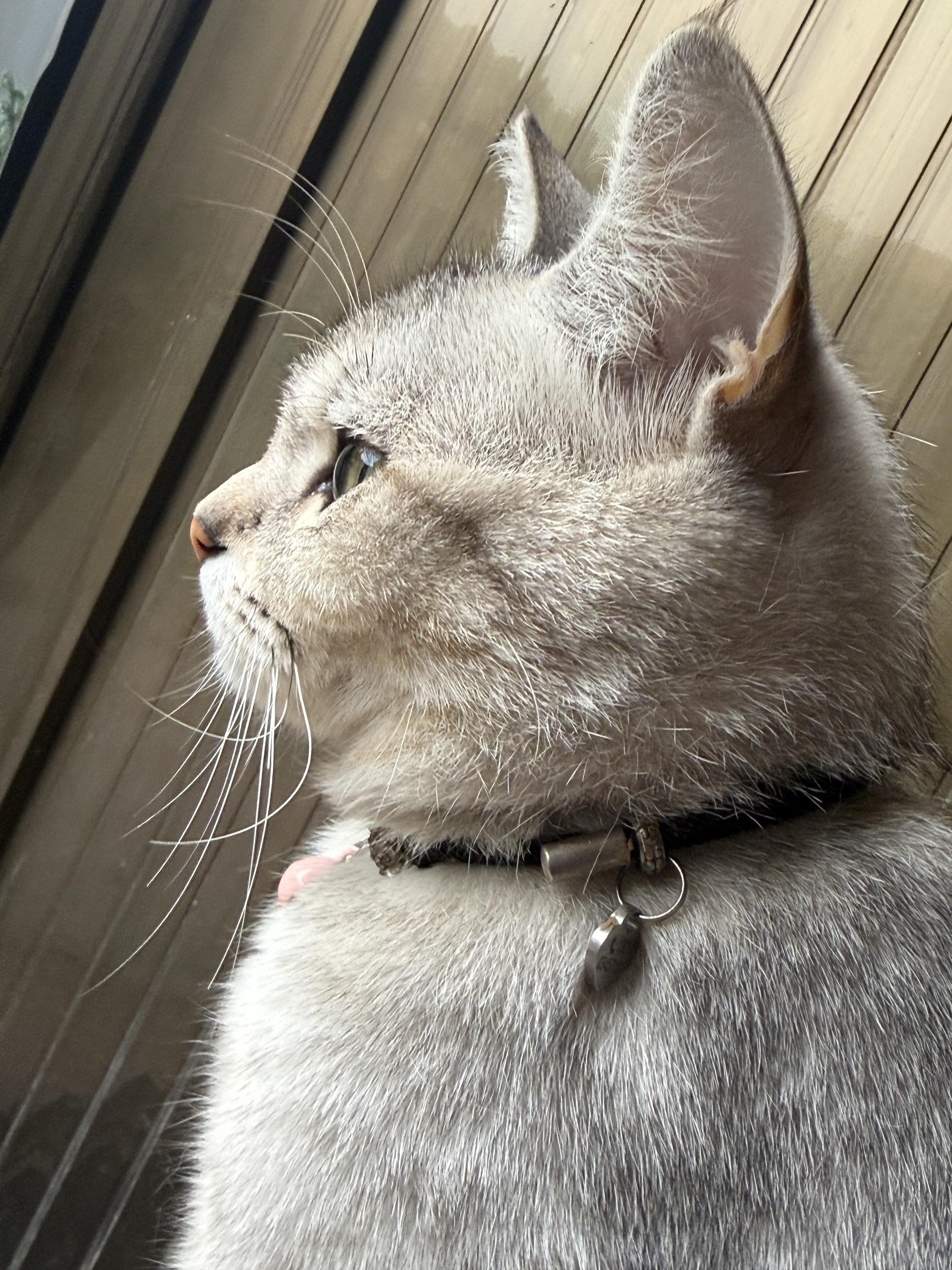 它好可爱😻。 ，猫猫缝缝补补
