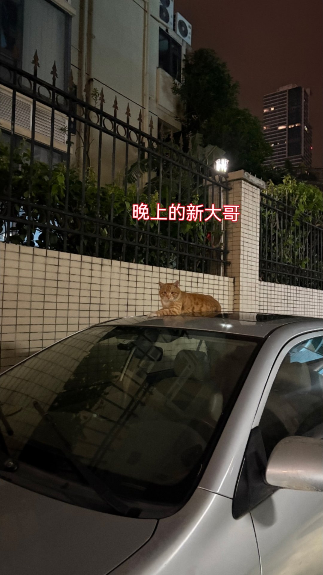 晚上喂流浪猫的时候，在隔着两条街的垃圾站旁竟然看到了新大哥（也是我的一个喂猫点处