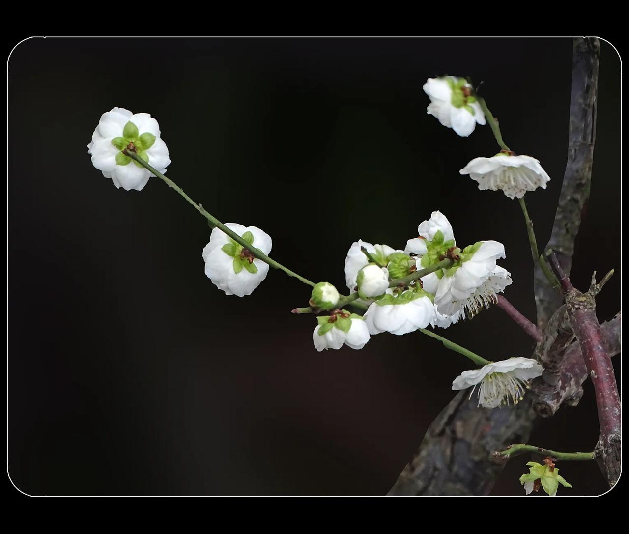 《梅花》
杜甫草堂，诗圣的故里，总是多一些灵气，就连梅花也显得雅致一些。难怪要收