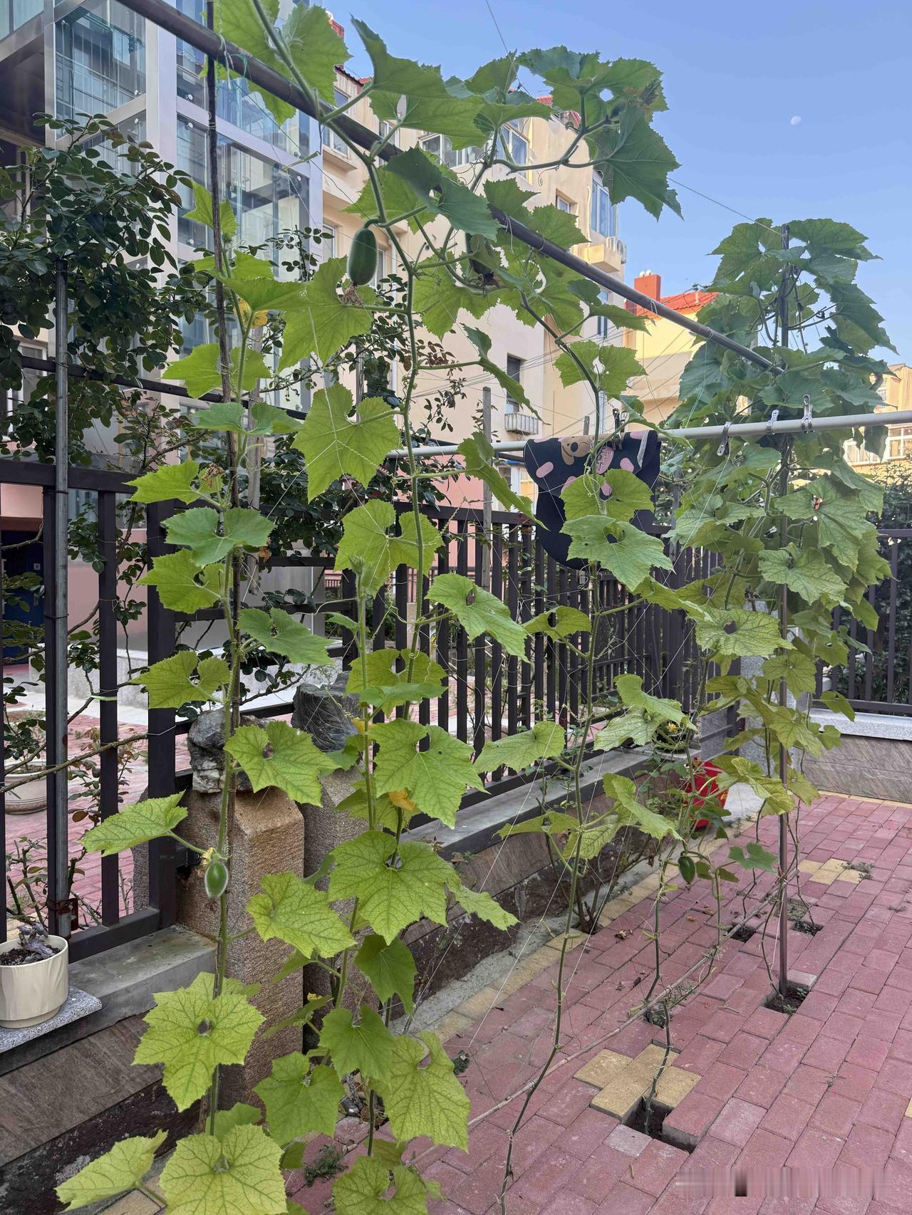 打卡夏日美照青岛这些日子天气热，哪里也不想去了，每天早上起来就在自家院子里打里院
