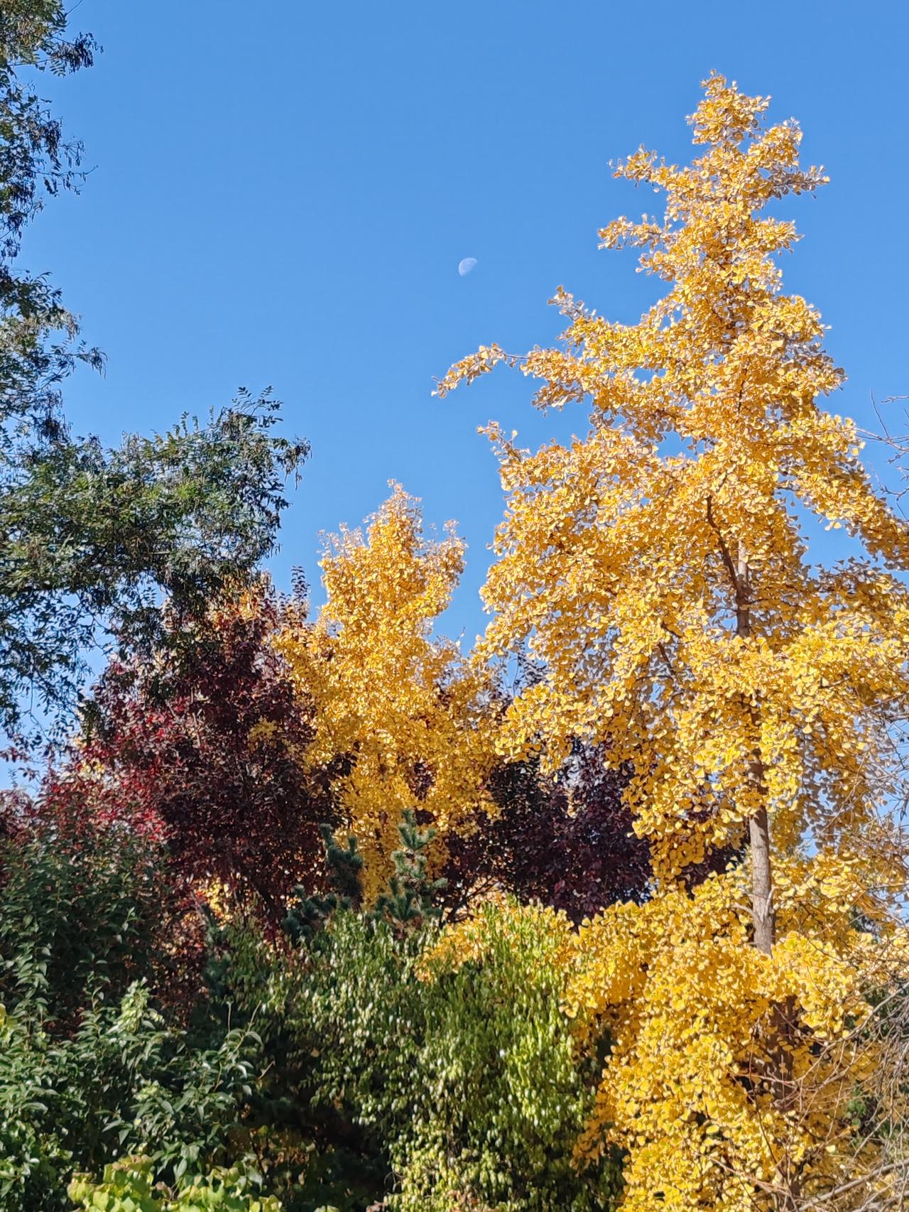 上联：细雨无声芳草绿，求邀下联金风带响秋叶黄