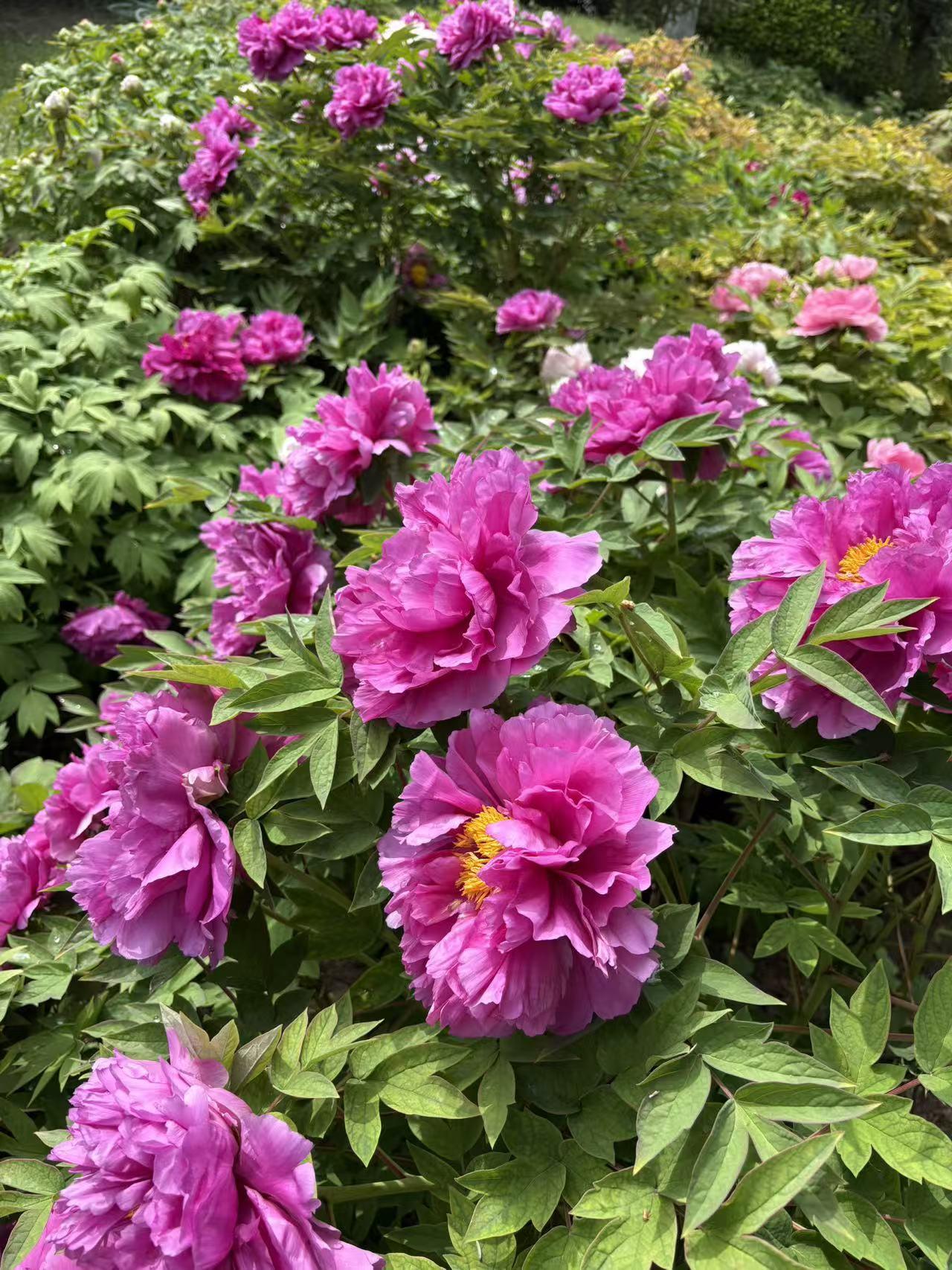 春日生活打卡季 春日里，牡丹花开绝对是一道不可错过的风景。每年四月中旬，洛阳就成