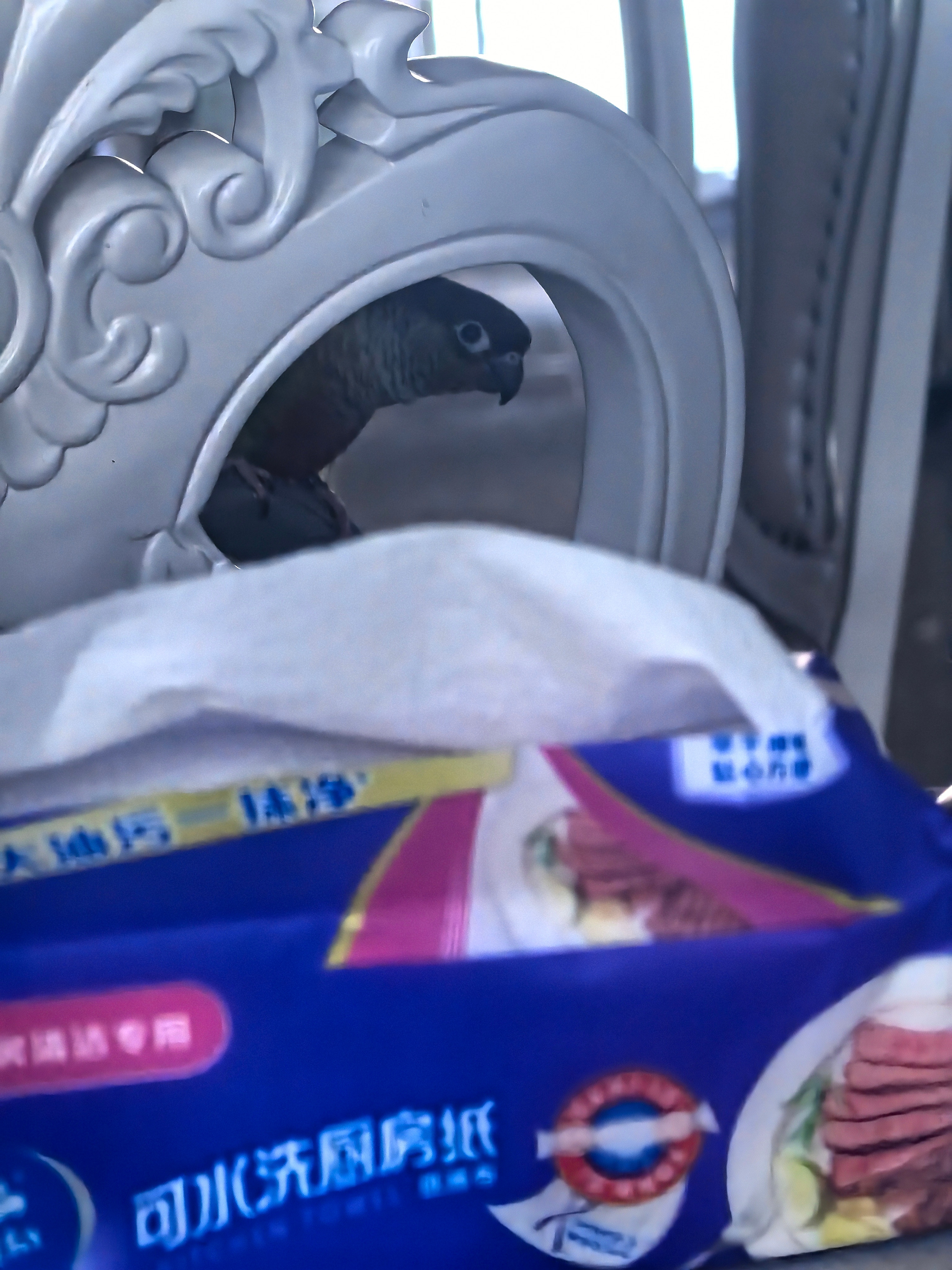 我做饭然后我家鸟： 