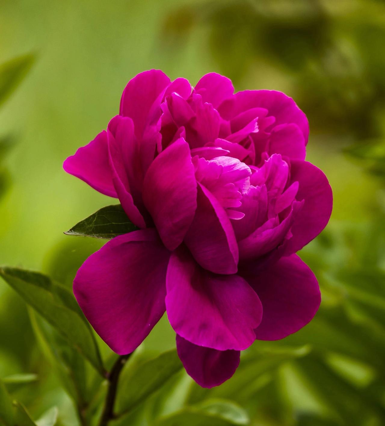 还是喜欢这多瓣的芍药花。其花形硕大，花瓣层层叠叠，舒展如云霞落于枝头，色泽从粉白