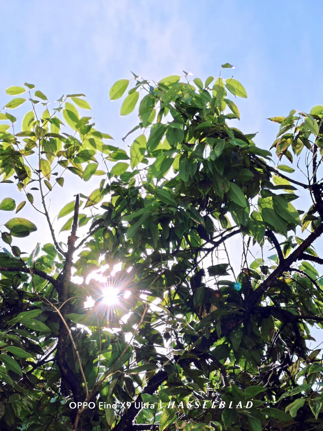 🌿来，看树｜阳光正好，绿意盎然