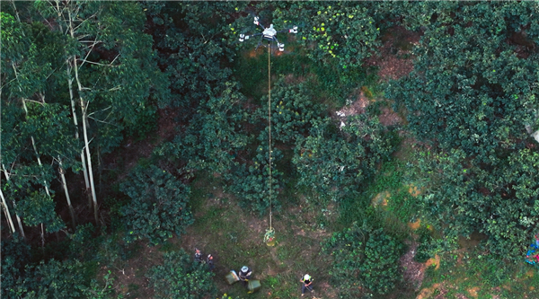 【低空经济飞进茂名荔枝园 大疆农业无人机助力千年荔枝焕发新活力】5月底，岭南荔枝