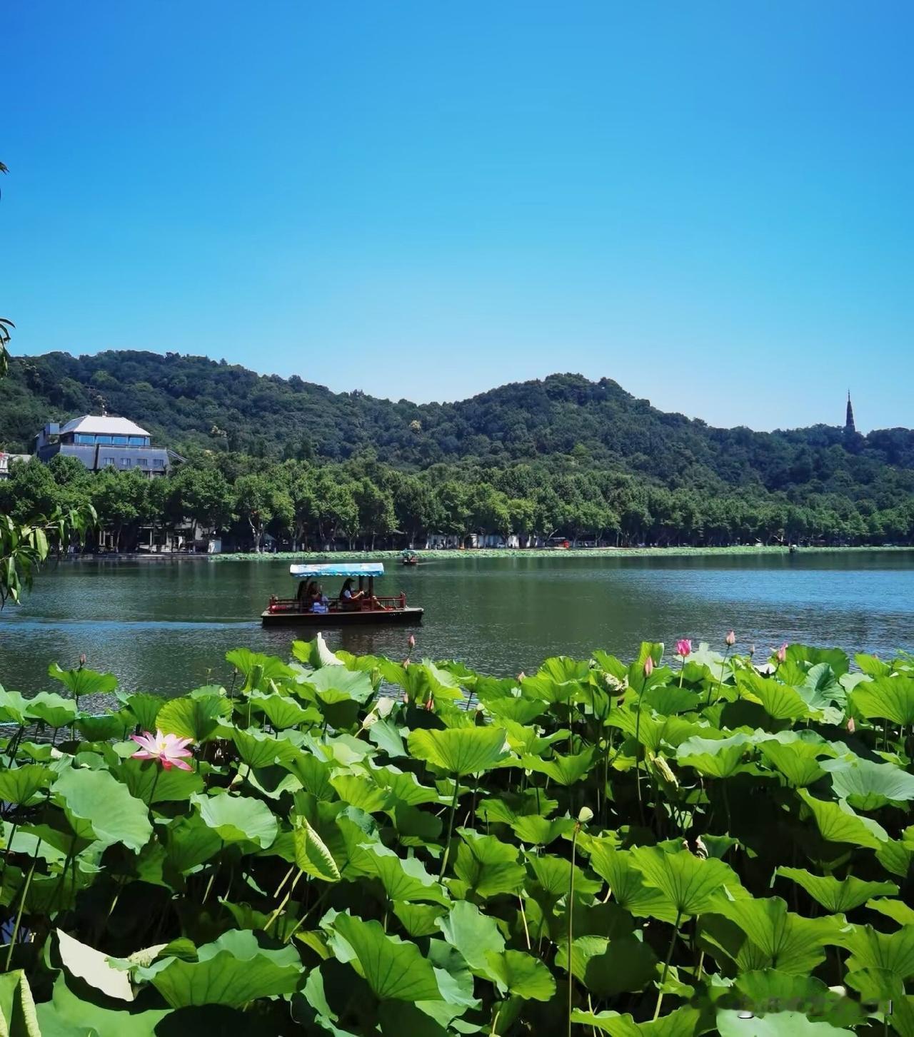 徒步杭州西湖北线，在靠近孤山南侧，白堤、平湖秋月景区，这里荷花面积大、离步道近，