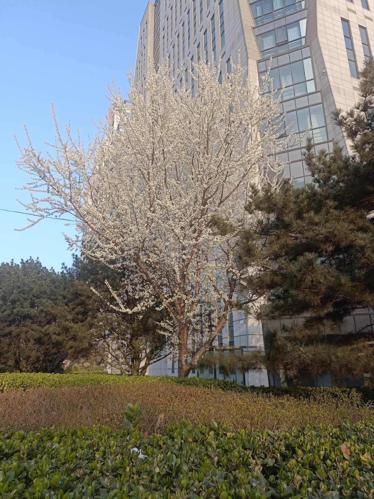 记录我的2026外面的樱花已开放，今日的朝阳体育馆有全国的健球比赛