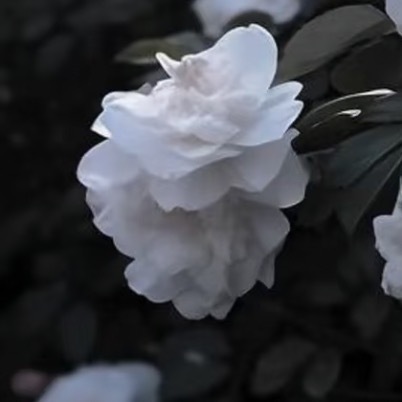 山茶花的种植方法：1. 选苗与土壤：选择健康、无病虫害的山茶花苗木，土壤要求疏松