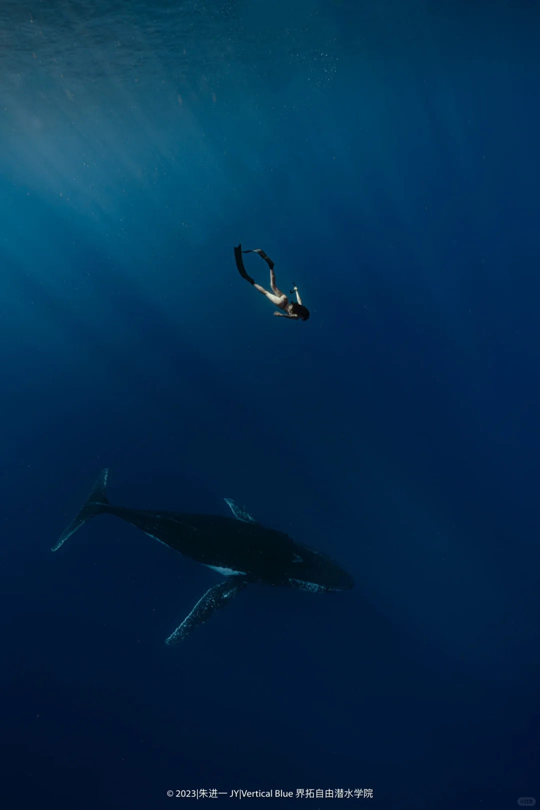 草稿箱中的我和大翅鲸🐋