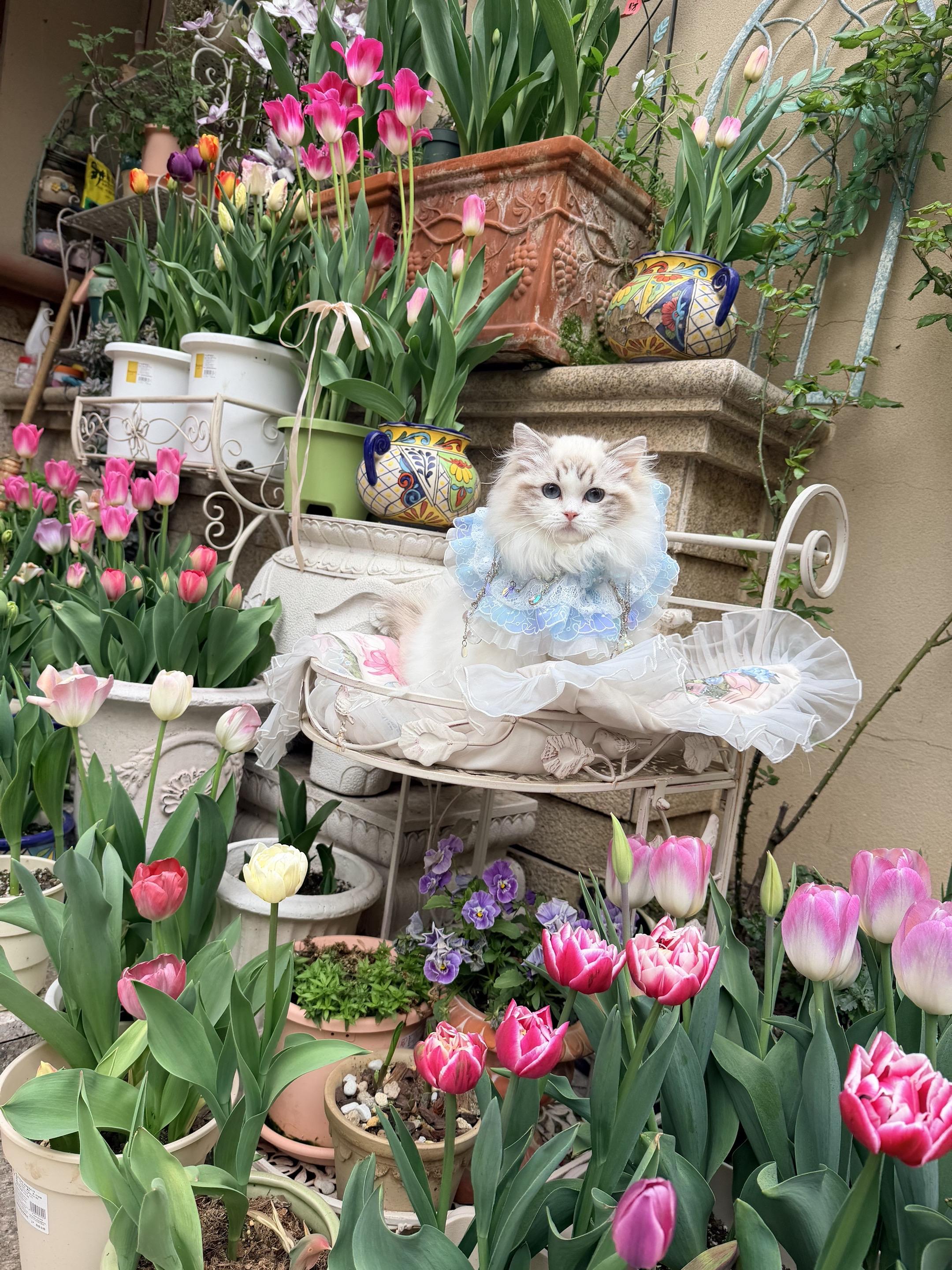 花园里的猫 今天花园里的花开的甚好，带崽子们出来赏花🌸