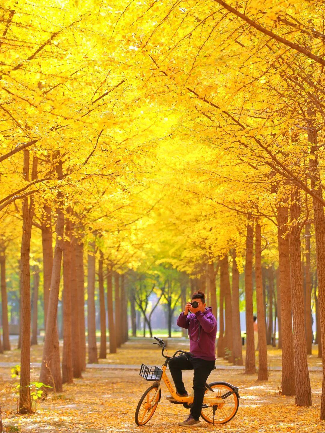 一树封神，市区如此的银杏大道谁不爱❤️