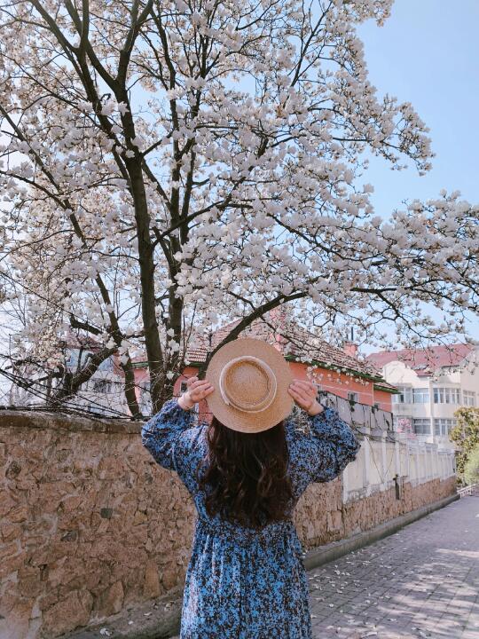 🌸🌸玉兰花就是春天的开幕式