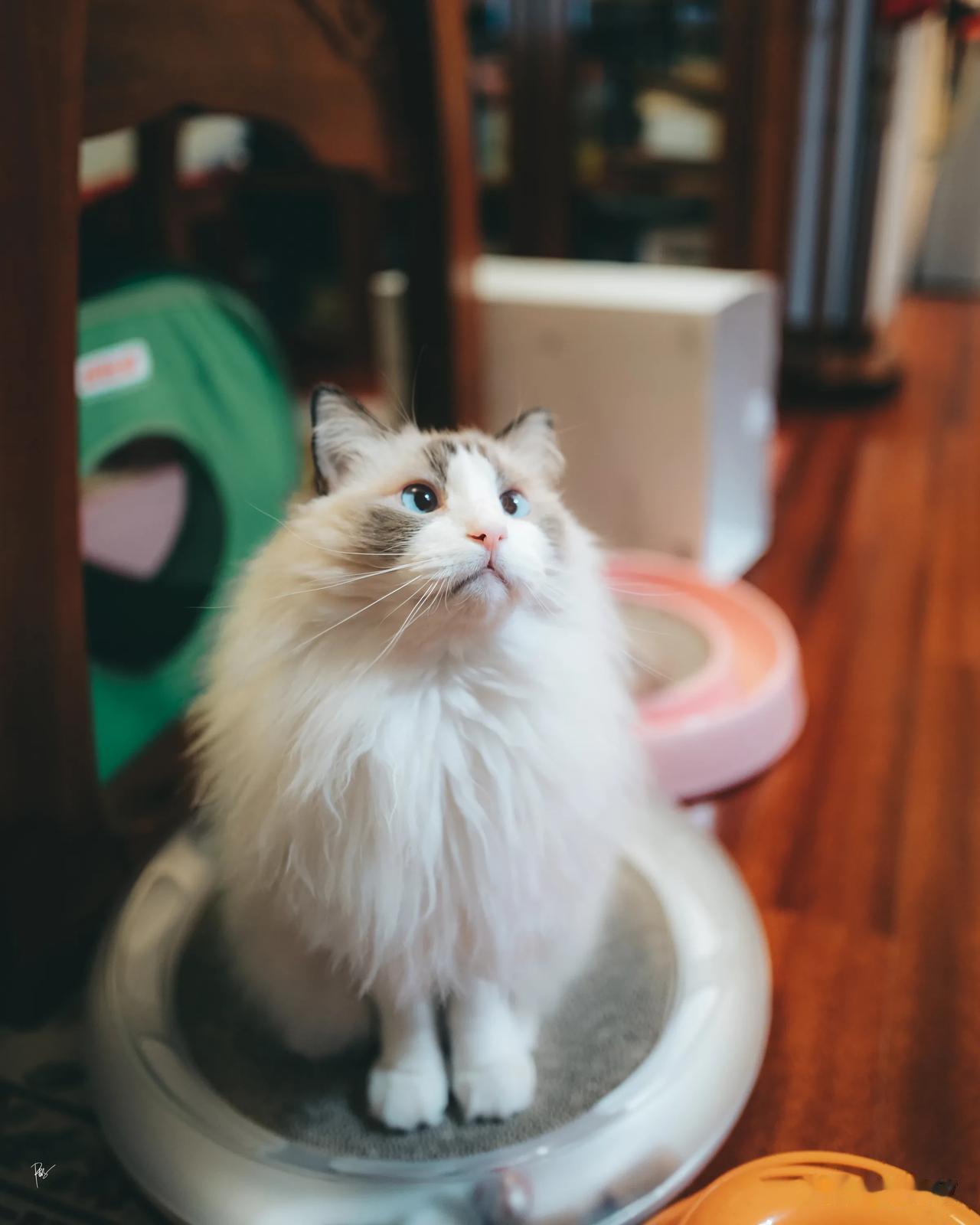 5️⃣🍙🎂