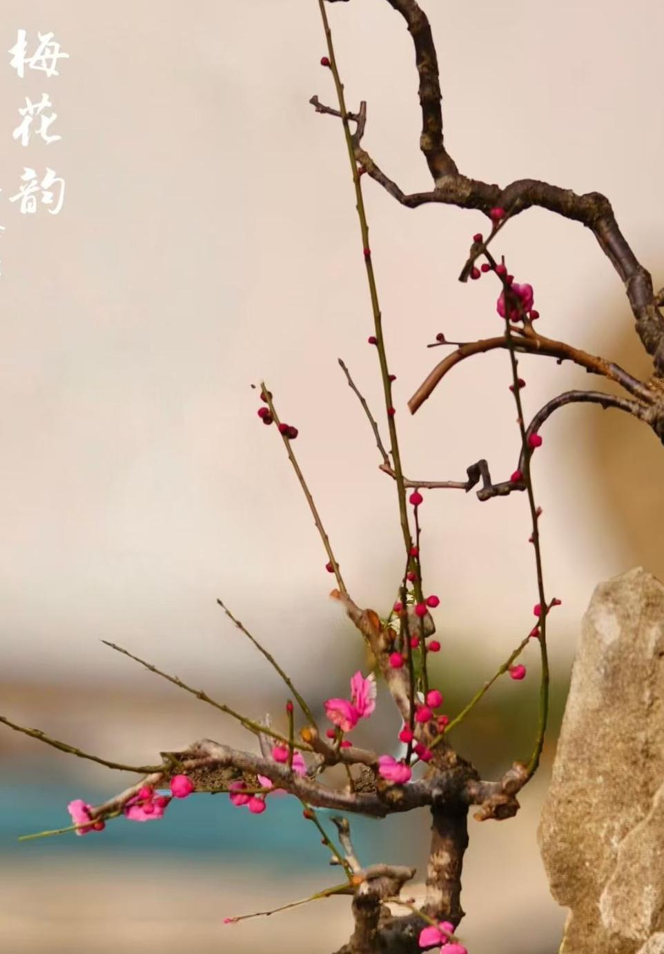 梅花独韵，美不胜收！
[赞][赞][玫瑰][玫瑰][微风][微风]