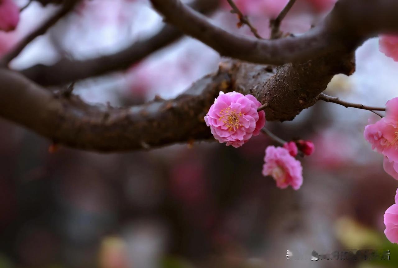 春天回来时
梅花就站在路旁


梅花