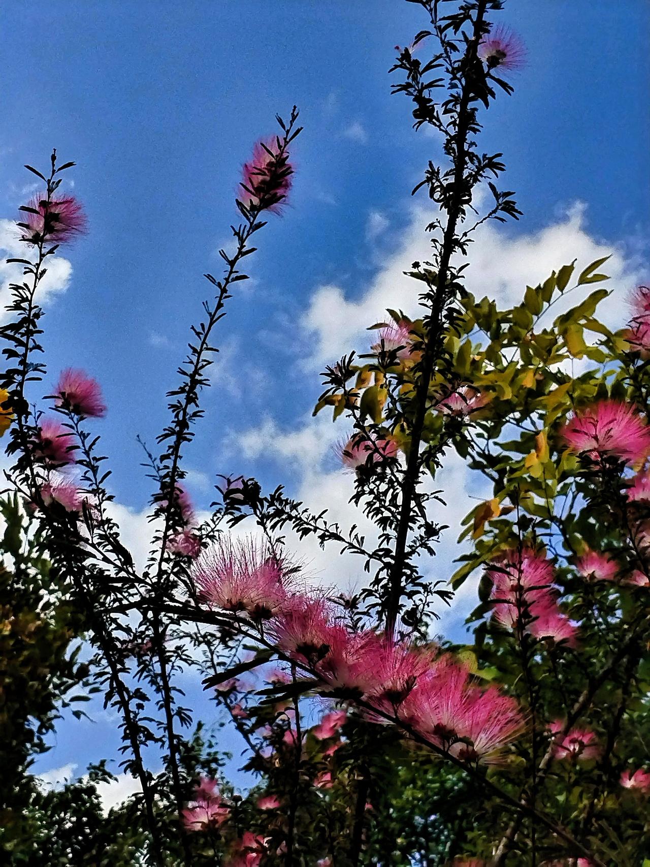沿着蜿蜒的小径漫步，身边蝴蝶翩翩起舞，蜜蜂忙碌地穿梭于花丛之间。远处，孩子们在草