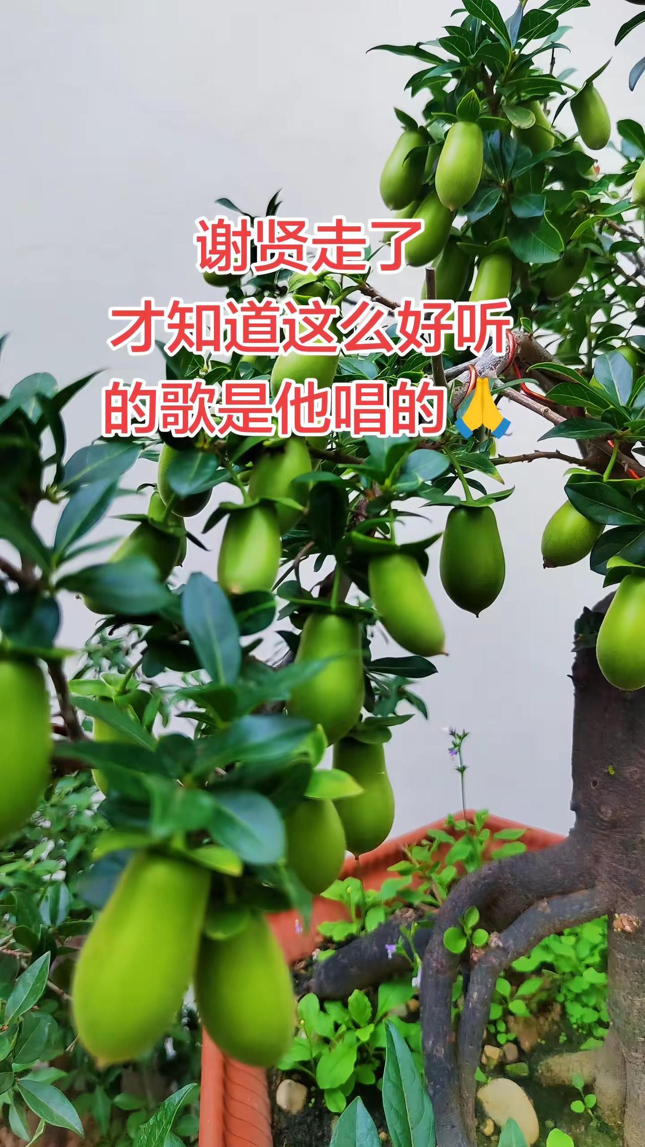谢贤走了 才知道这么好听的歌是他唱的