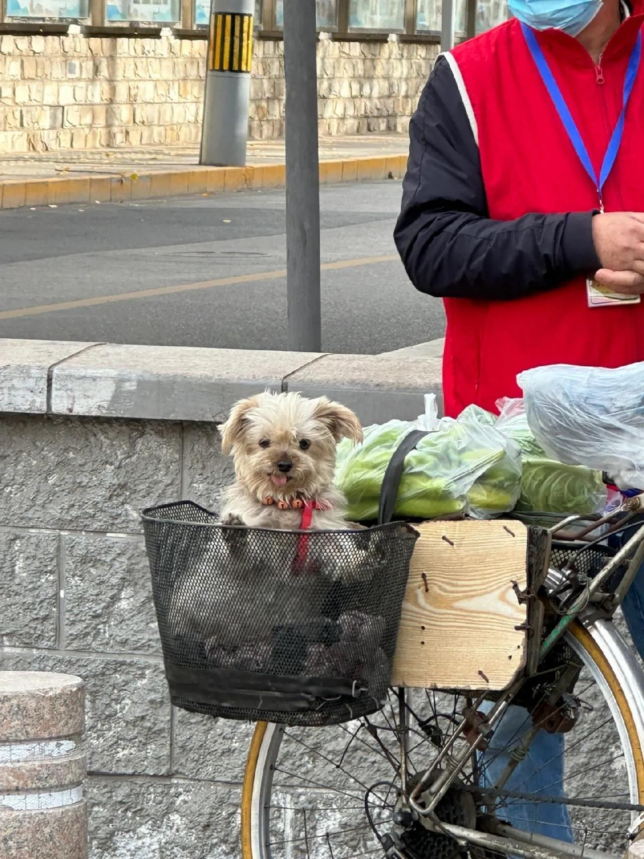上班路上遇到的小狗在对我笑诶谢谢小狗🥹带给打工人一天的好心情[努力] ​​​