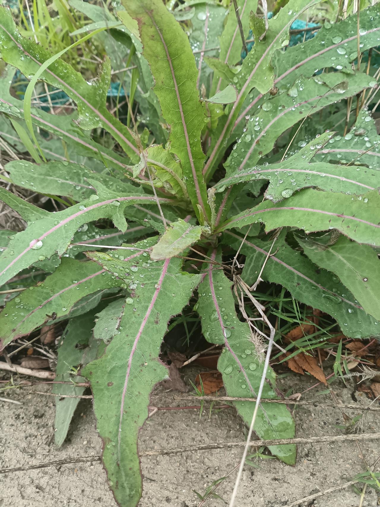 还记得这道带着露水的野菜吗？它是苦苣菜，也是很多人记忆里的“苦菜”。小时候，长辈