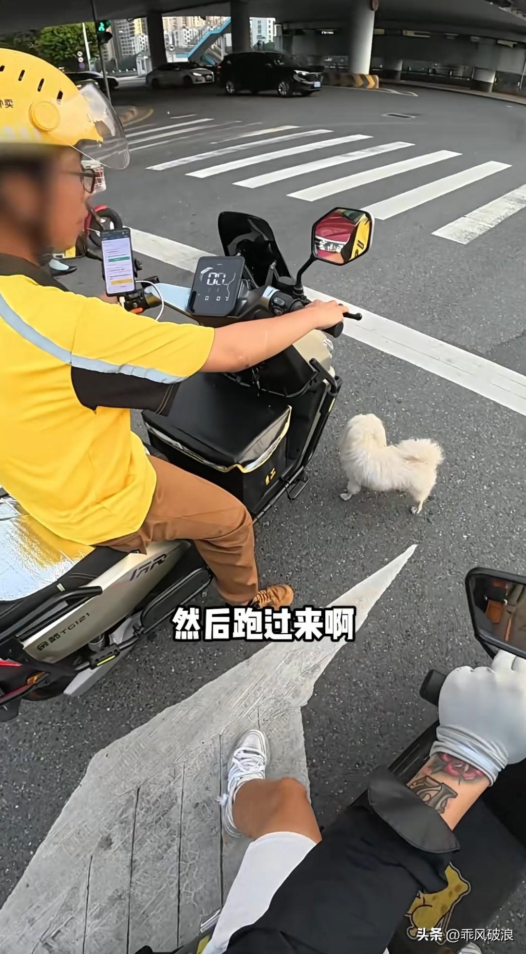 一只白色的流浪小狗在路上拦住了外卖小哥，不停地摇着尾巴，似乎在恳求小哥带它走。小
