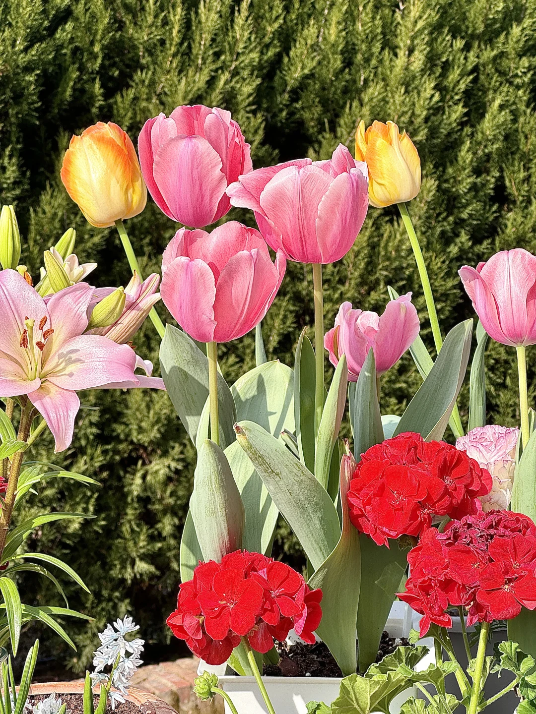 天气好好~花花晒个太阳