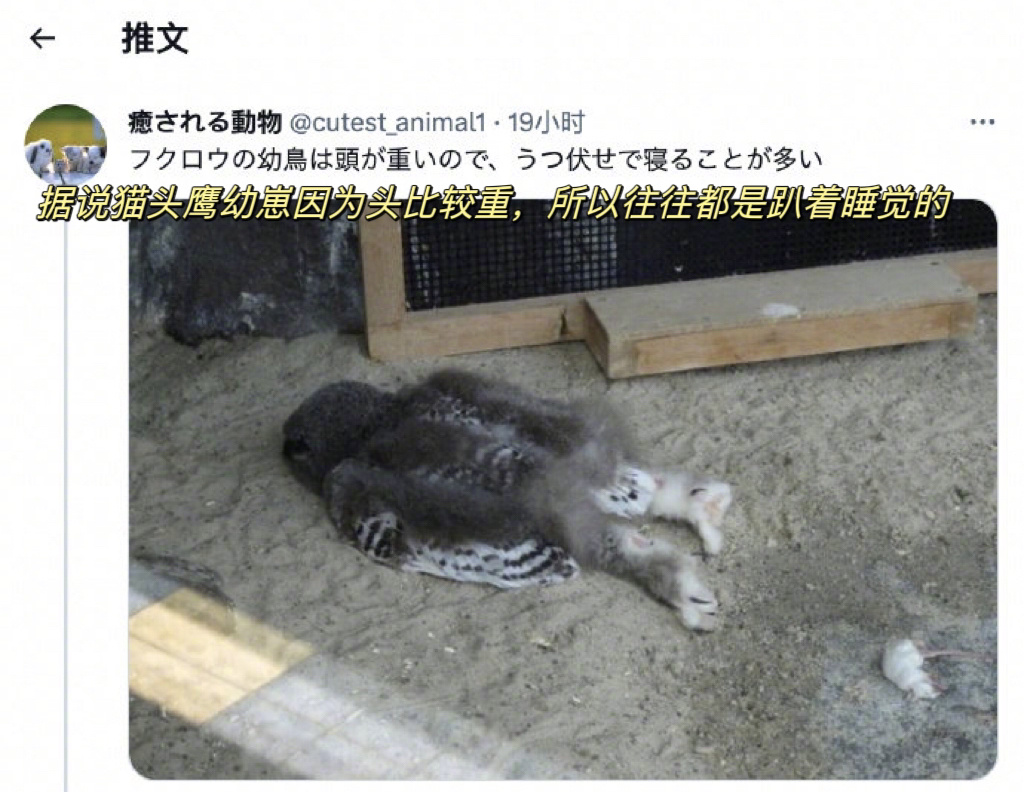 #原来猫头鹰是躺着睡的# 没用的知识又增加了 ​​​
