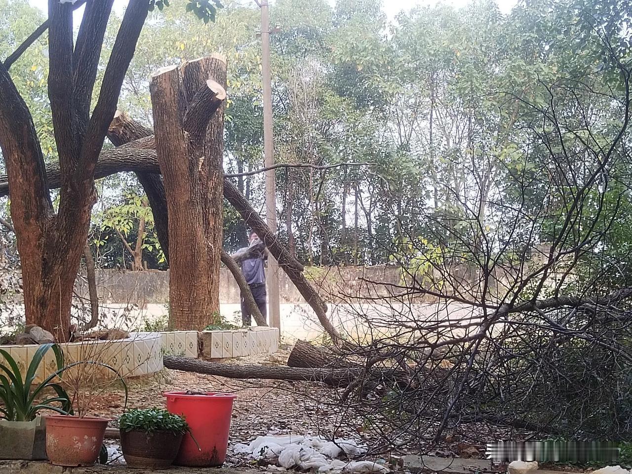 今天上午送老婆去镇上打麻将，我到学校上厕所。
几棵大樟树死了，非常心疼。这些樟树