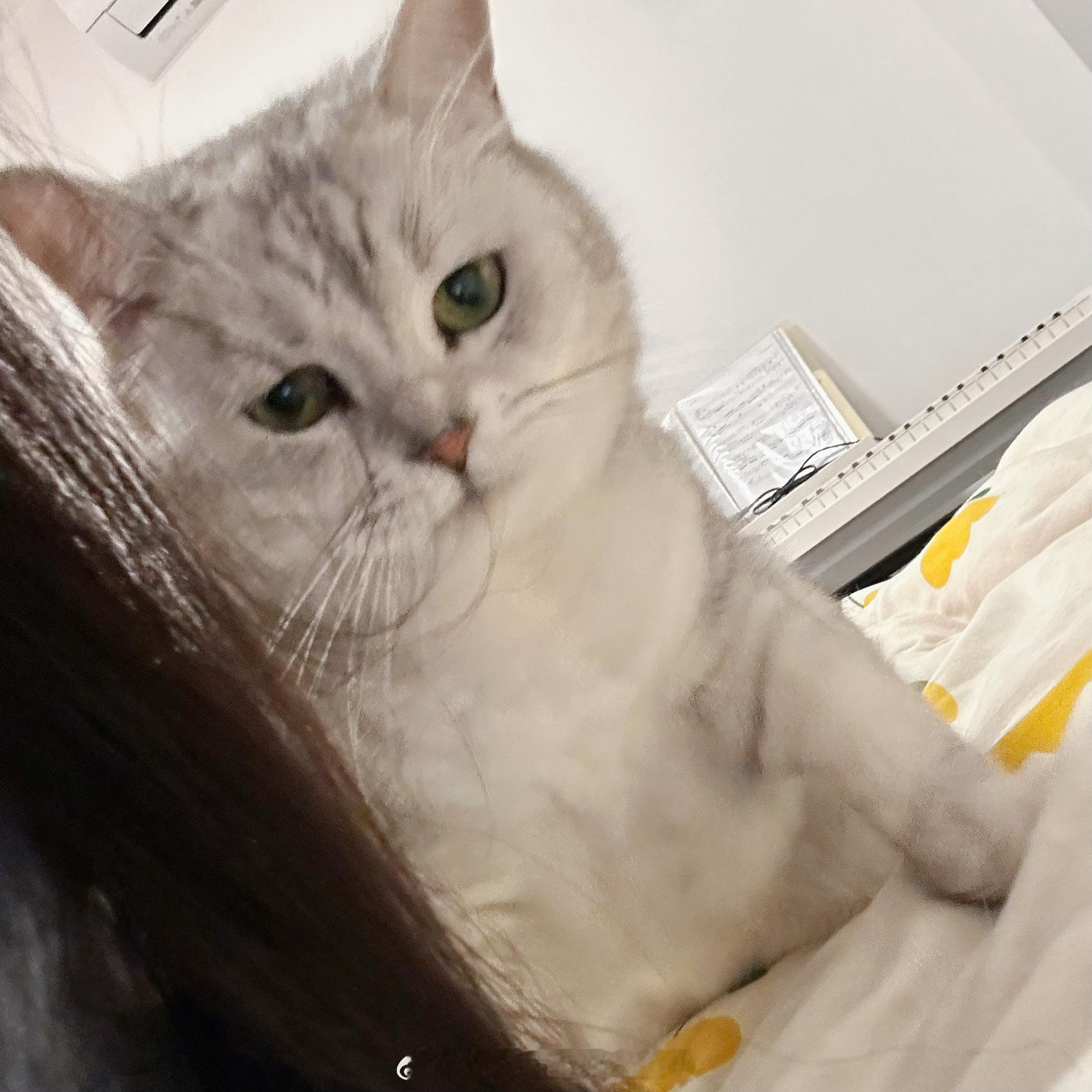 猫草还是要剪短了吃 不然容易拉完屎了屁股上还挂着一颗拖了一路才掉下来 我说怎么一