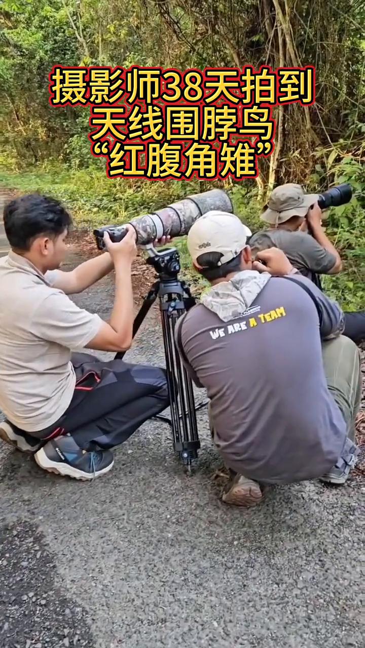 摄影师38天拍到天线围脖鸟。
红腹角雉。