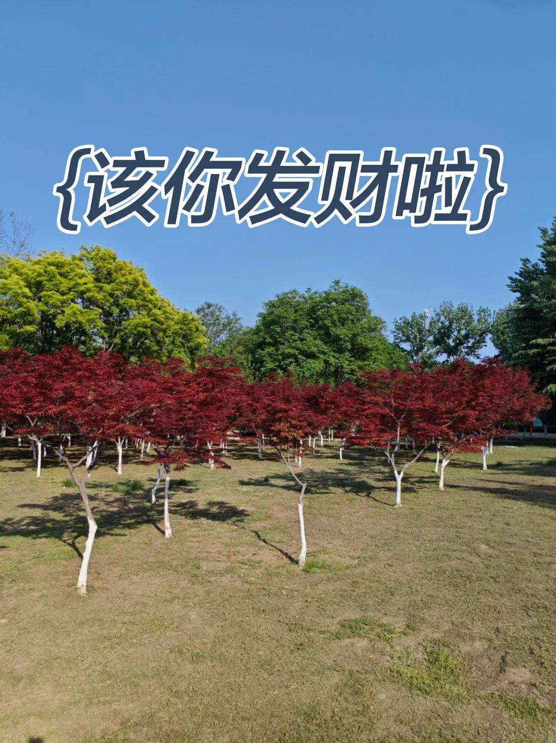 该你发财啦。风景优美空气清新 图文热点来了 图文扶持计划入口 图文大赢家