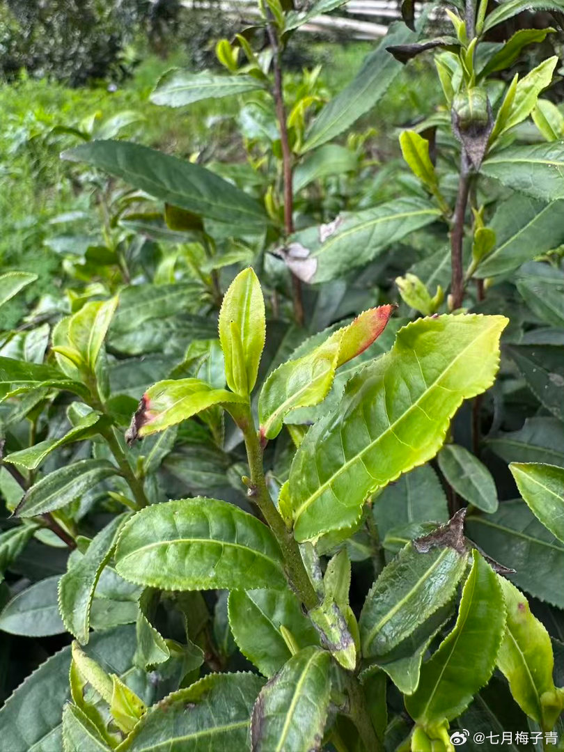 进山当土匪了，不抢别的，就抢茶青。昨天下了一夜雨，今天大太阳，一下子芽头窜起来太