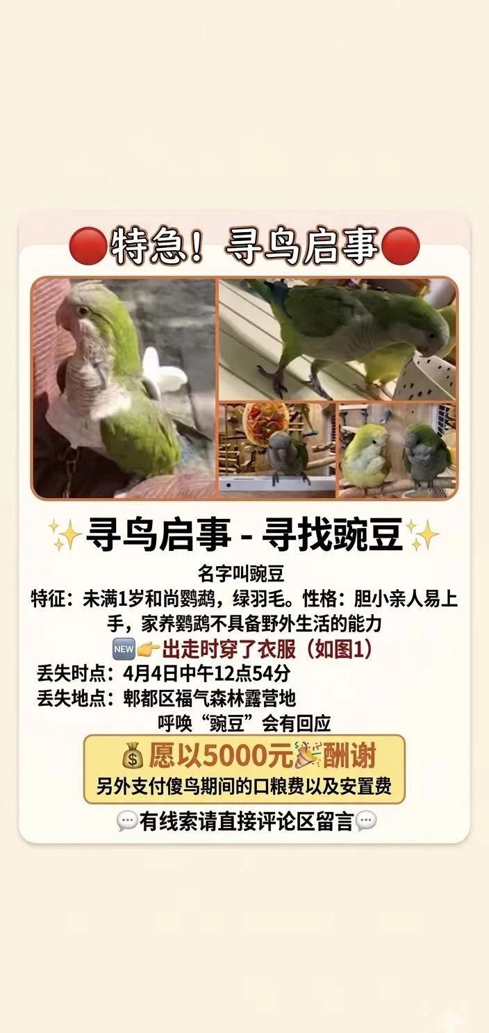 成都寻鸟启事
我的宝贝在郫都区福气森林露营地挣脱牵引绳飞跑了。我们在树林里与寻鸟