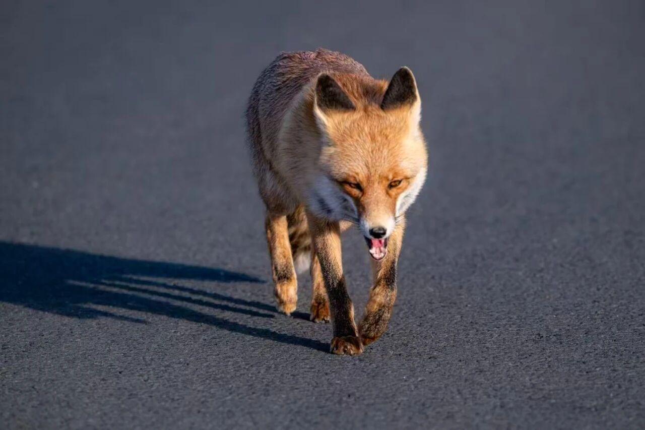 近日，新疆博斯腾湖环湖公路上一只不怕人的小狐狸意外走红网络，成为众多自驾游客争相