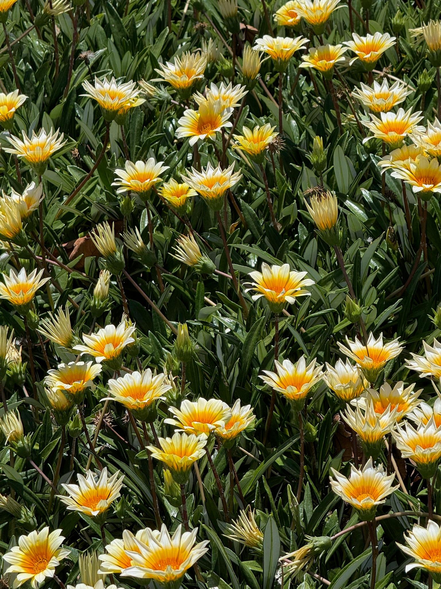 🌼🌱🌊一路向南 ​​​