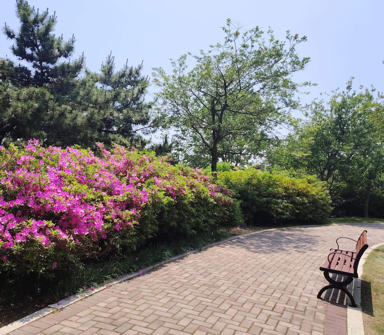 本周青岛天气以多云位置，最高温度不超过26°，且微风徐徐，很是舒服。现在高考、中