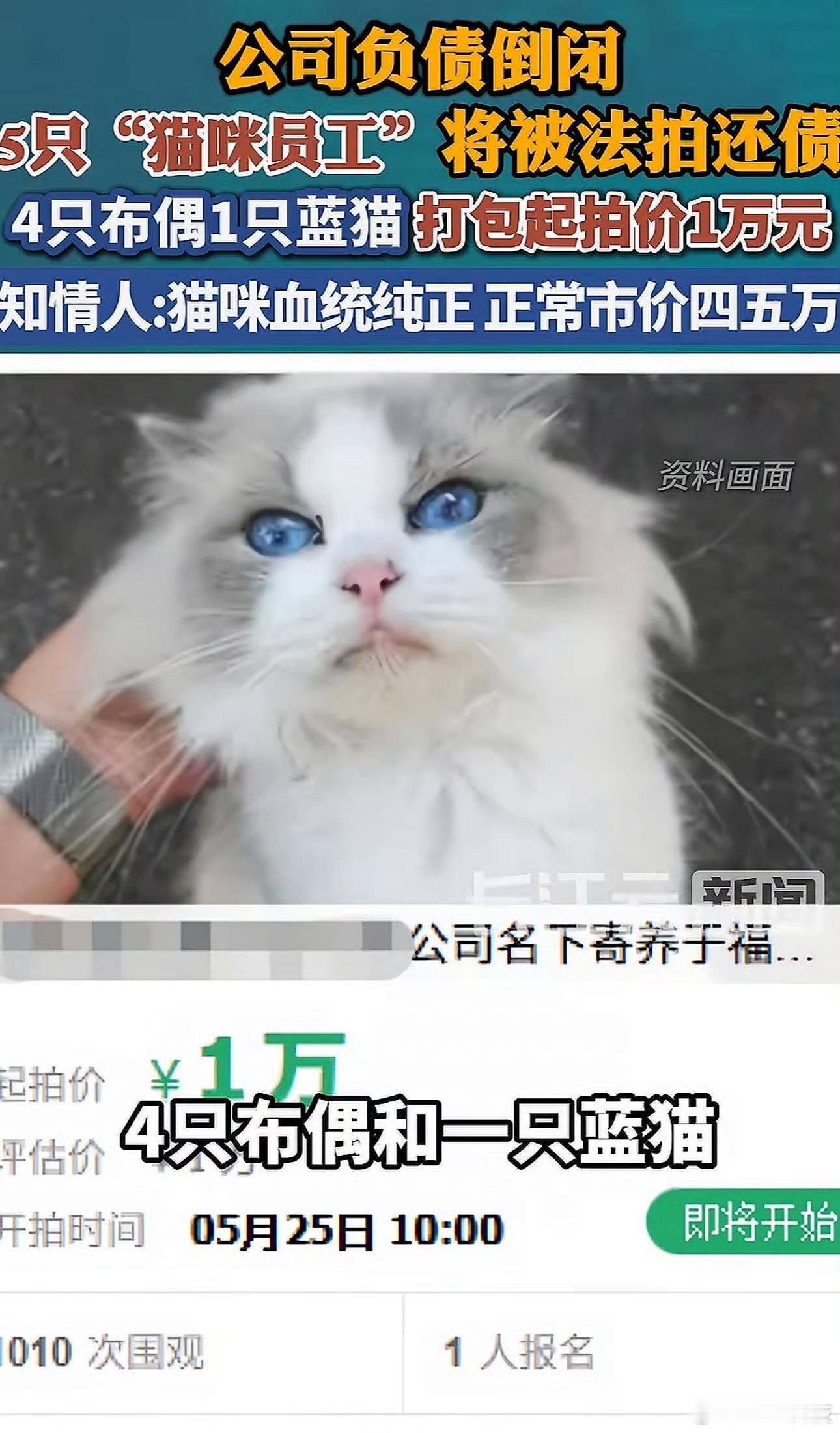 公司欠债倒闭五只猫咪员工被法拍这起拍价，还挺高按理来说，法拍不应该从便宜的价格开