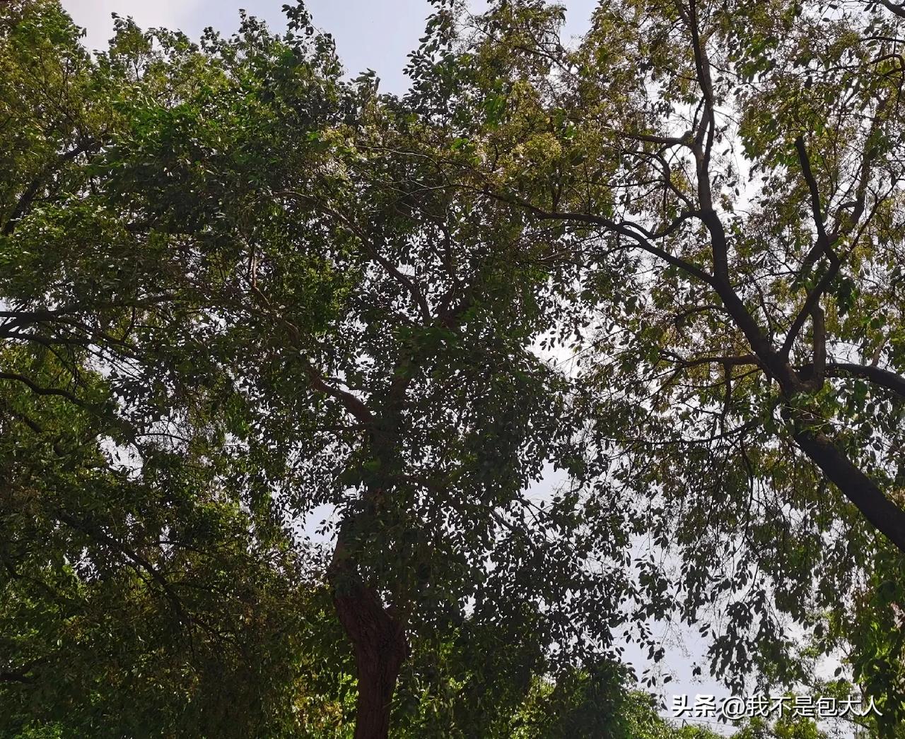 胆囊炎会反复发作，医生的话没有错，老公的胆囊炎又犯了，距离上次发作不够三个月。