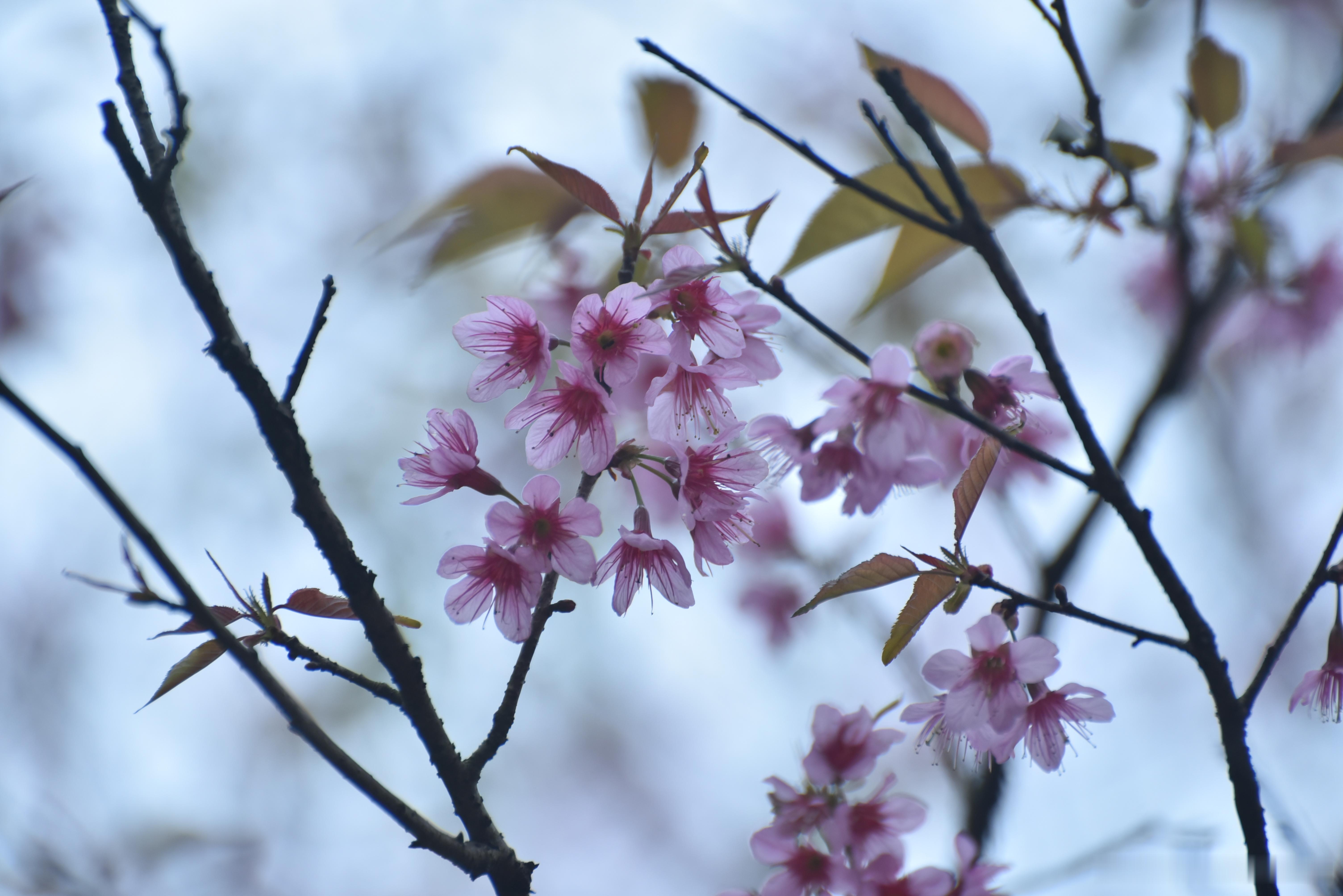 摄影[超话]  静谧樱花 寒绯樱 钟花樱桃花 金钟湖公园 