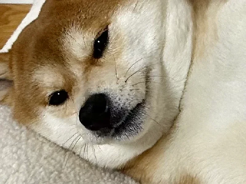 今天又拉着它和它说话了