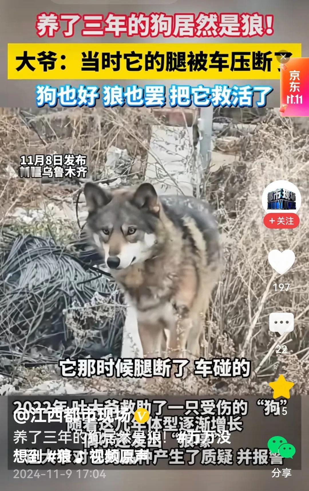 #大爷救下“小狗”养3年后发现是狼#
也是哈！当初大爷看到“狗崽”受伤怪可怜的，