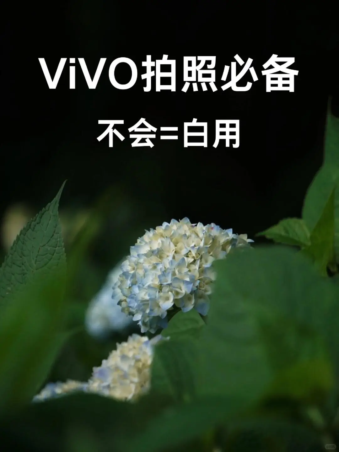 vivo手机摄影教程｜学会=单反❗️