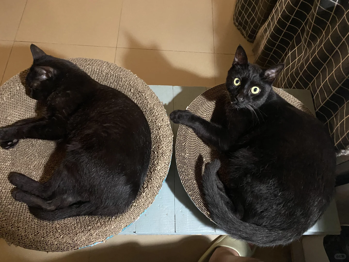 黑猫的神同步