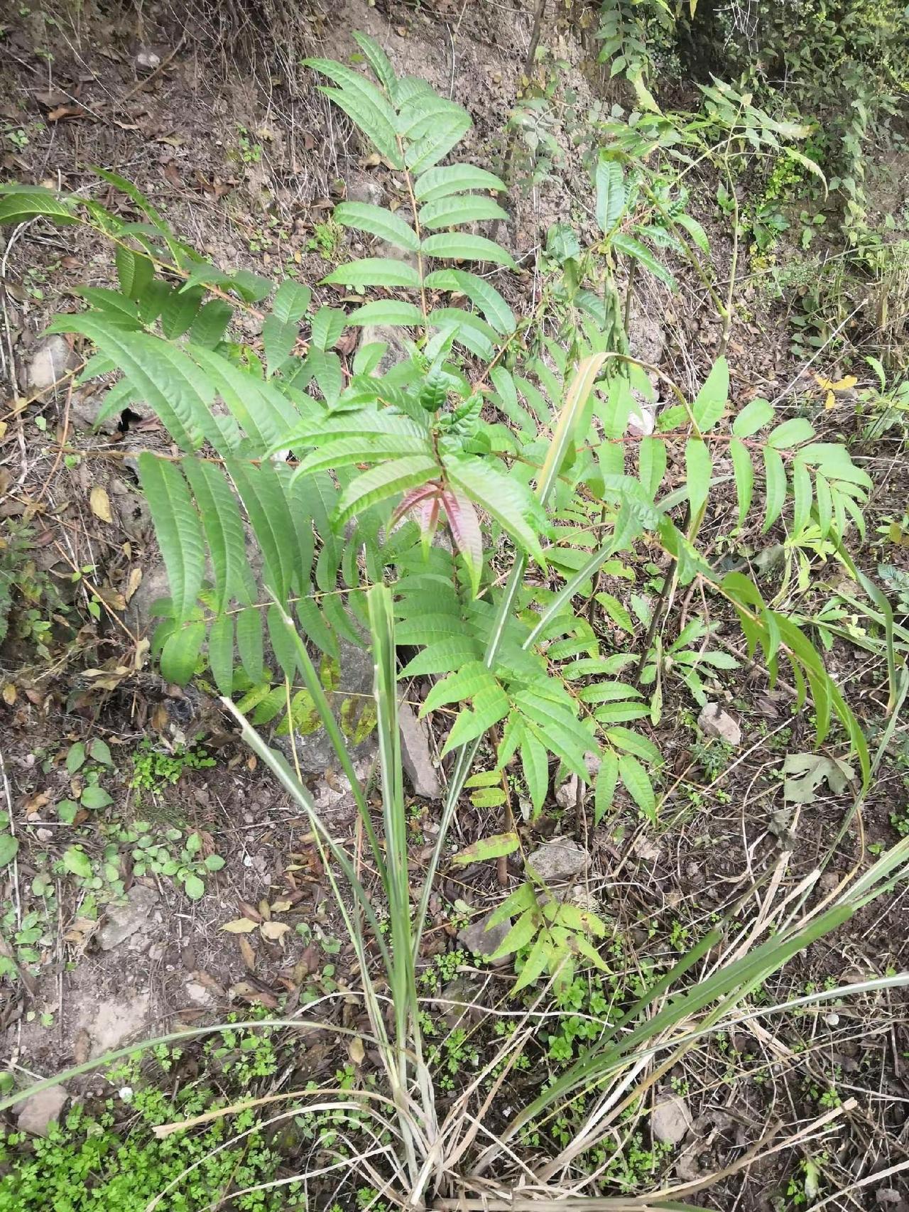 大山里的原生态 植物科普小知识 大山里的原生态美食 自然植物 大山里的原生态生活