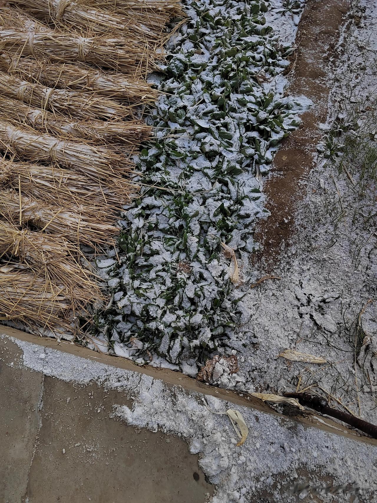 #一张图分享冬日的第一场雪#下了不过不大，勉强算是把地面盖住了？