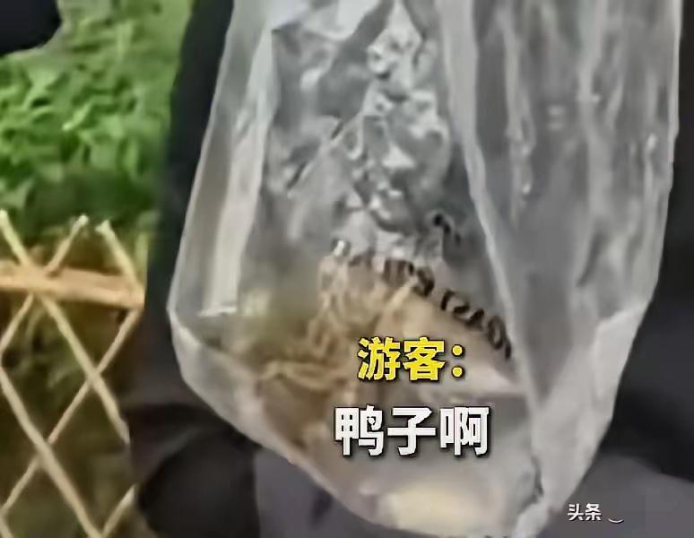5月4日，浙江杭州，一游客在太子湾公园游玩时，偷偷将1只小鸳鸯装进塑料袋，准备带
