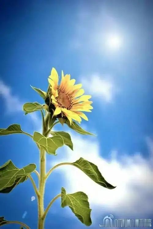 张晓磊金句炸屏 你吃的苦竟都是命运的翻盘底牌
 
谁没在深夜emo到失眠 拼尽全