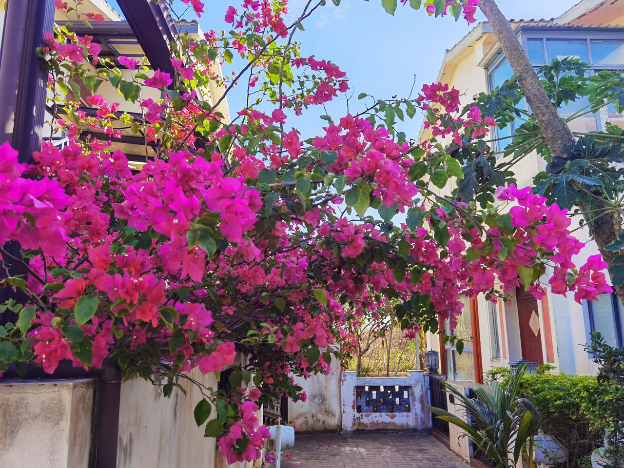 庭院里的春意盎然